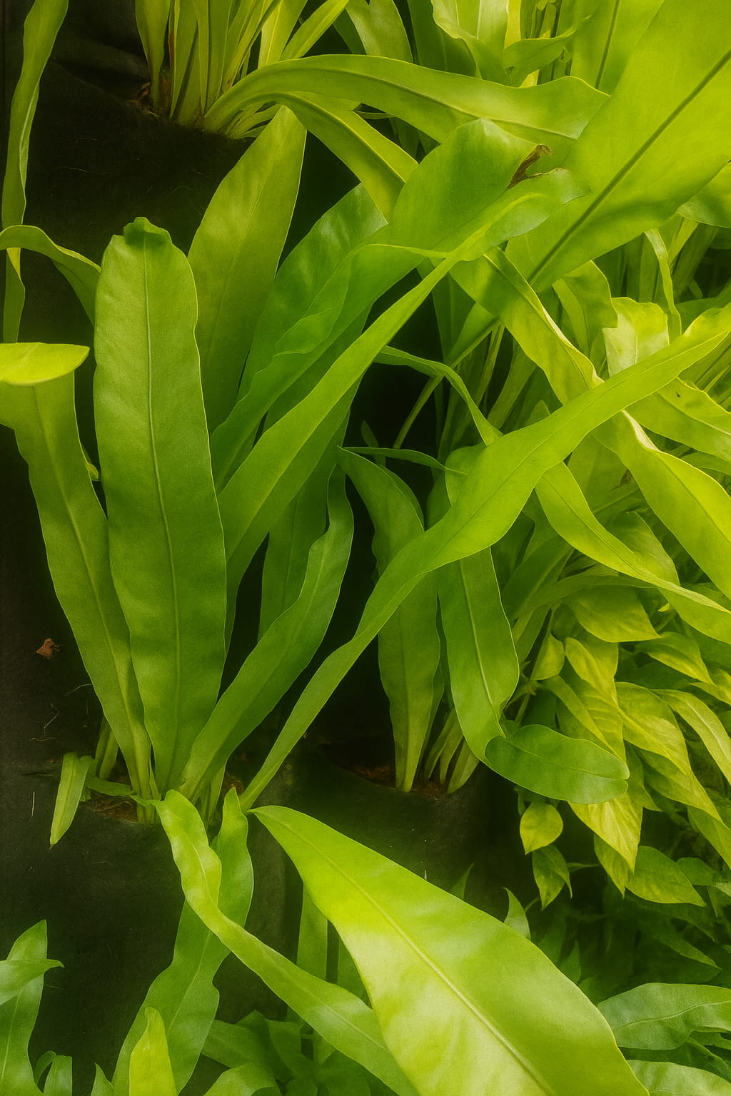 May Flowers Horticulture Installation 59